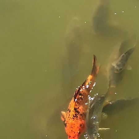 Domki Nad Stawem. Polańczyk Exteriör bild